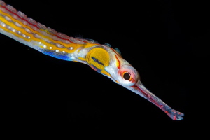 Pipefish Colours
Red Sea
Nikon D800
105mm VR
Nauticam... by Spencer Burrows 